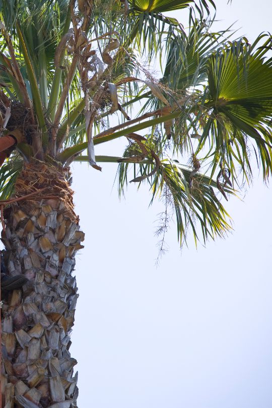 Melbourne Tree Removal Experts