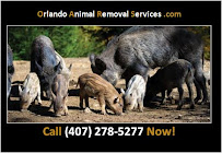 Orlando Animal Removal Services