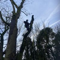 JCJB Tree Surgery Ltd