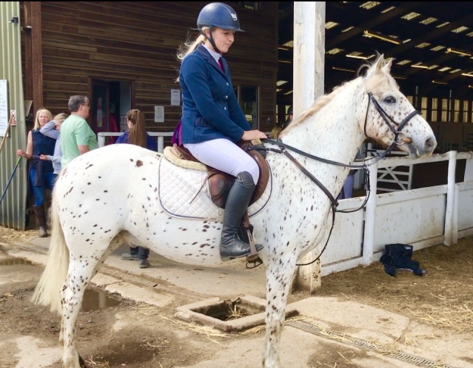 worldbesthorsebreeds