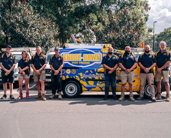Termite Pest Control Sydney - Knockdown Pest Control