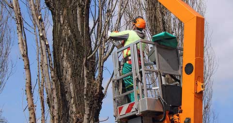 Tree Service Peoria