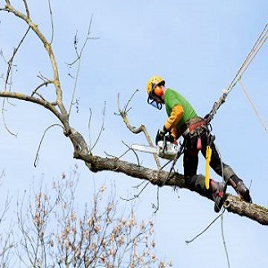 Bedford Stump Grinding