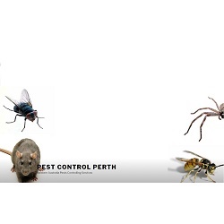 Pest Control Perth