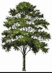 Grace Tree Service West Chester