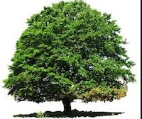 Trinity Tree Service Baton Rouge