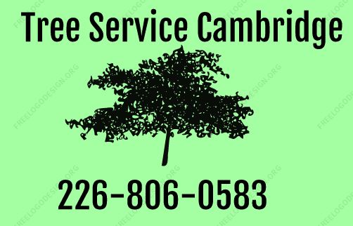 Tree Service Cambridge