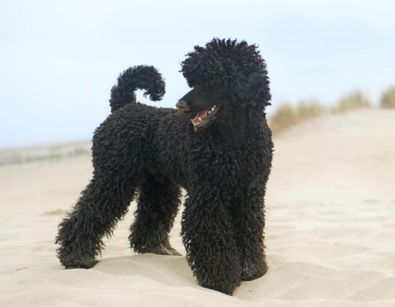 Anna's Mobile Dog Grooming