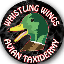 wingwhistling96@gmail.com