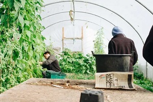 Battersea Landscapers