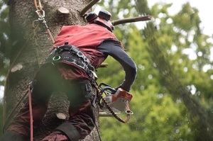 Bellflower Tree Care Service