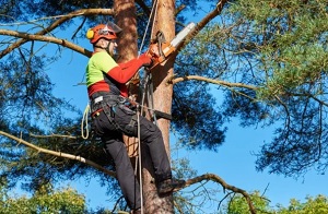 La Presa Tree Service