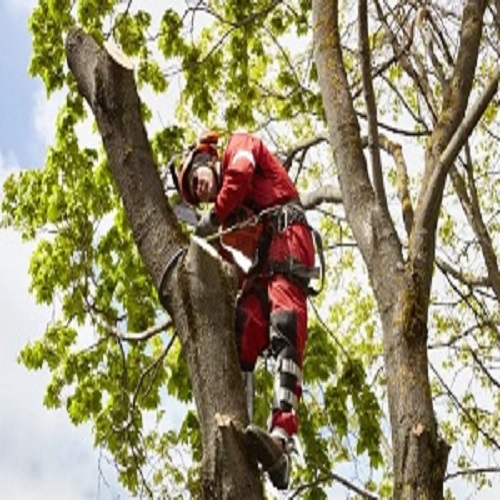Manhattan Beach Tree Service