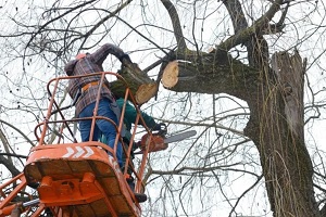 Brookhaven Tree Service Co.