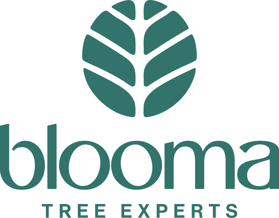 Blooma Tree Experts