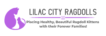 Liliac City Ragdolls