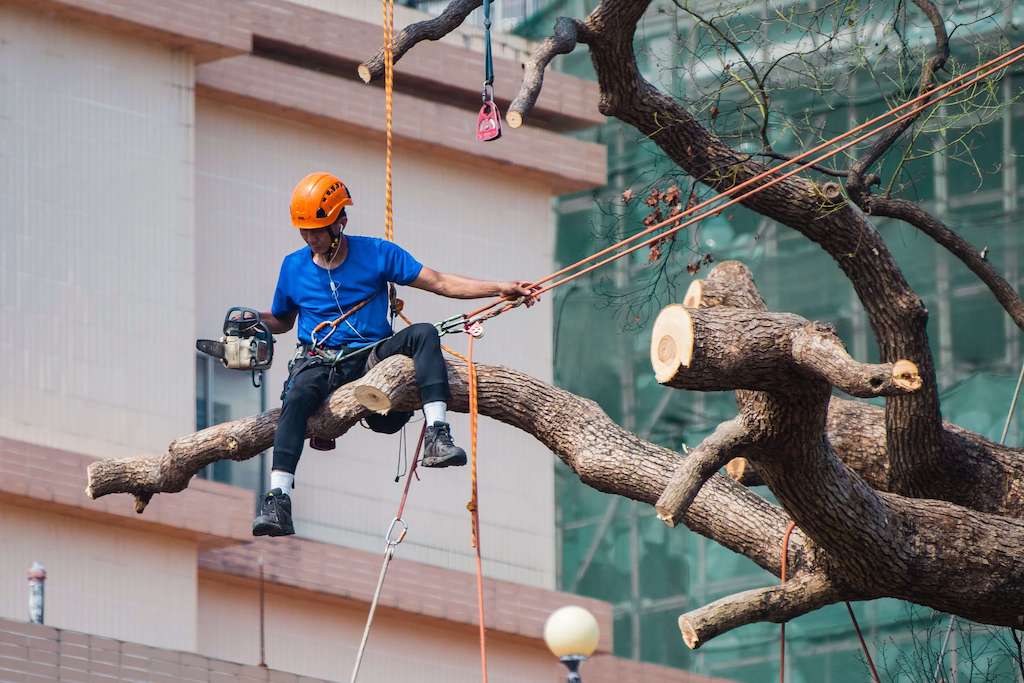 Tree Service Fredericksburg