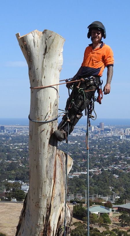 treeservicesadelaidehills