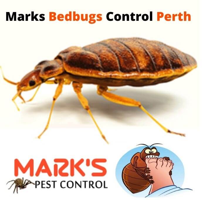 BedbugsControlPerth