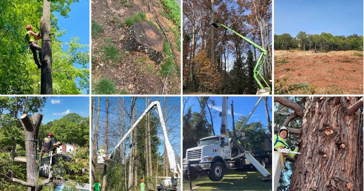 Tree Cutting Service Roswell GA