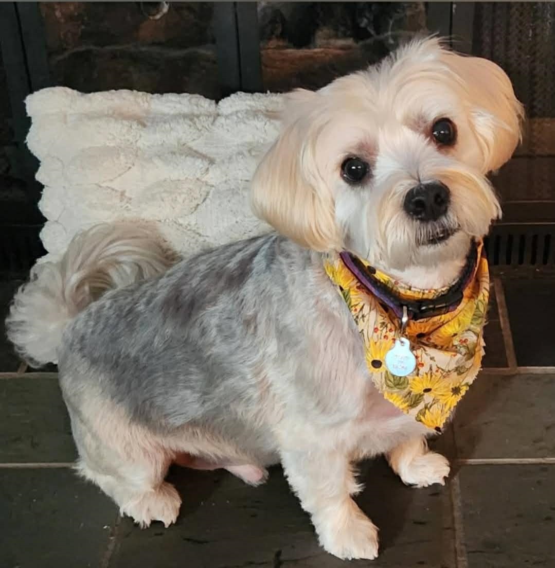 Paws Grooming Studio & Spa