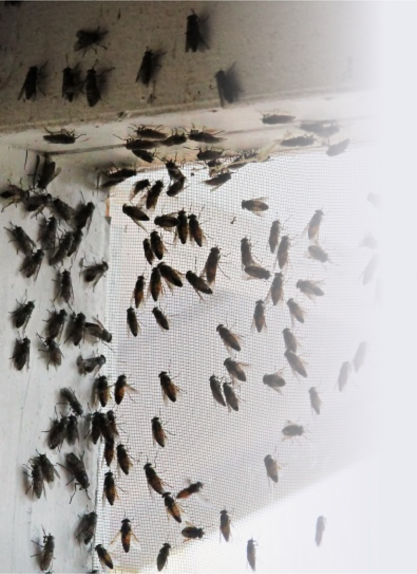 Pest Control Central Coast | Knockdown Pest Control