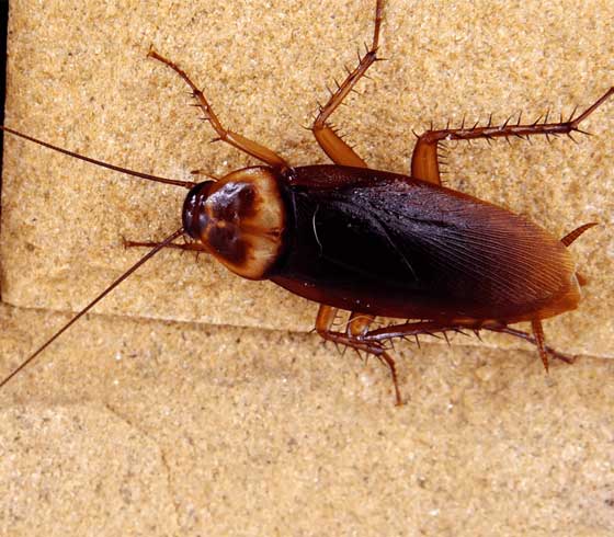 squeakpestcontrolgeelong