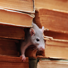 Westcoast Pest Services