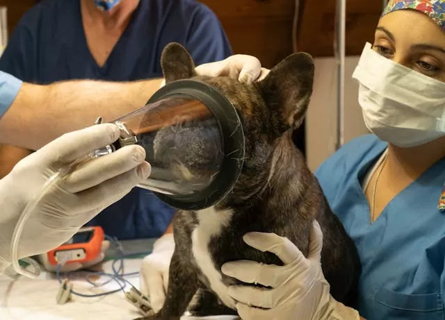 Emergency Vet Waterloo | Bayside Animal Hospital