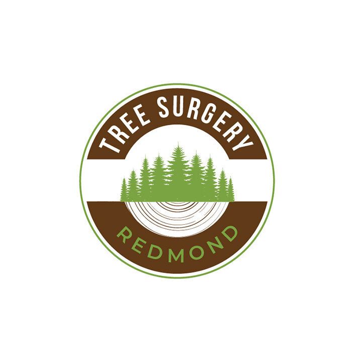 Tree Surgery Redmond