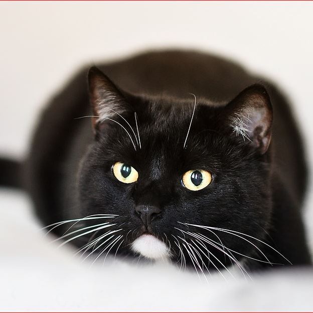 Cat Sitting In Your Home