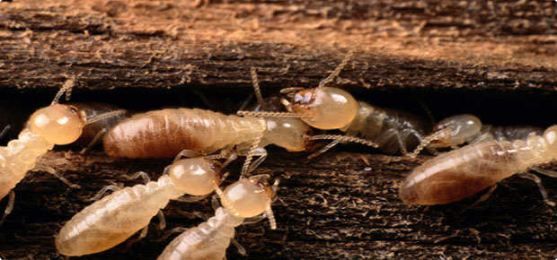 Akamai Pest Solutions