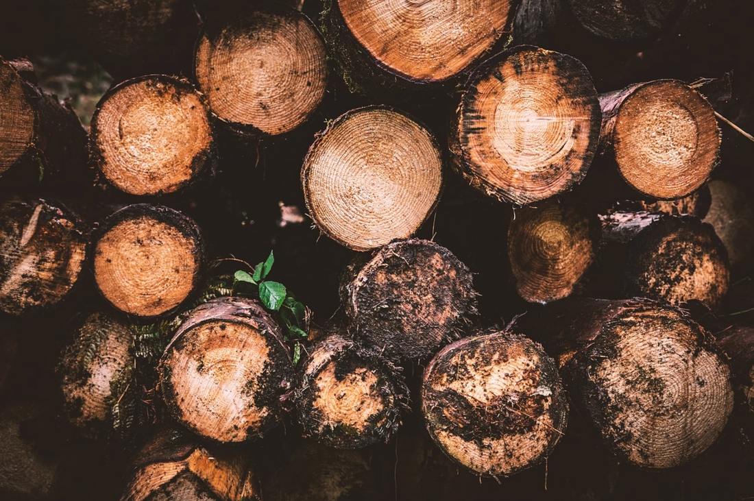 Placerville Tree Service