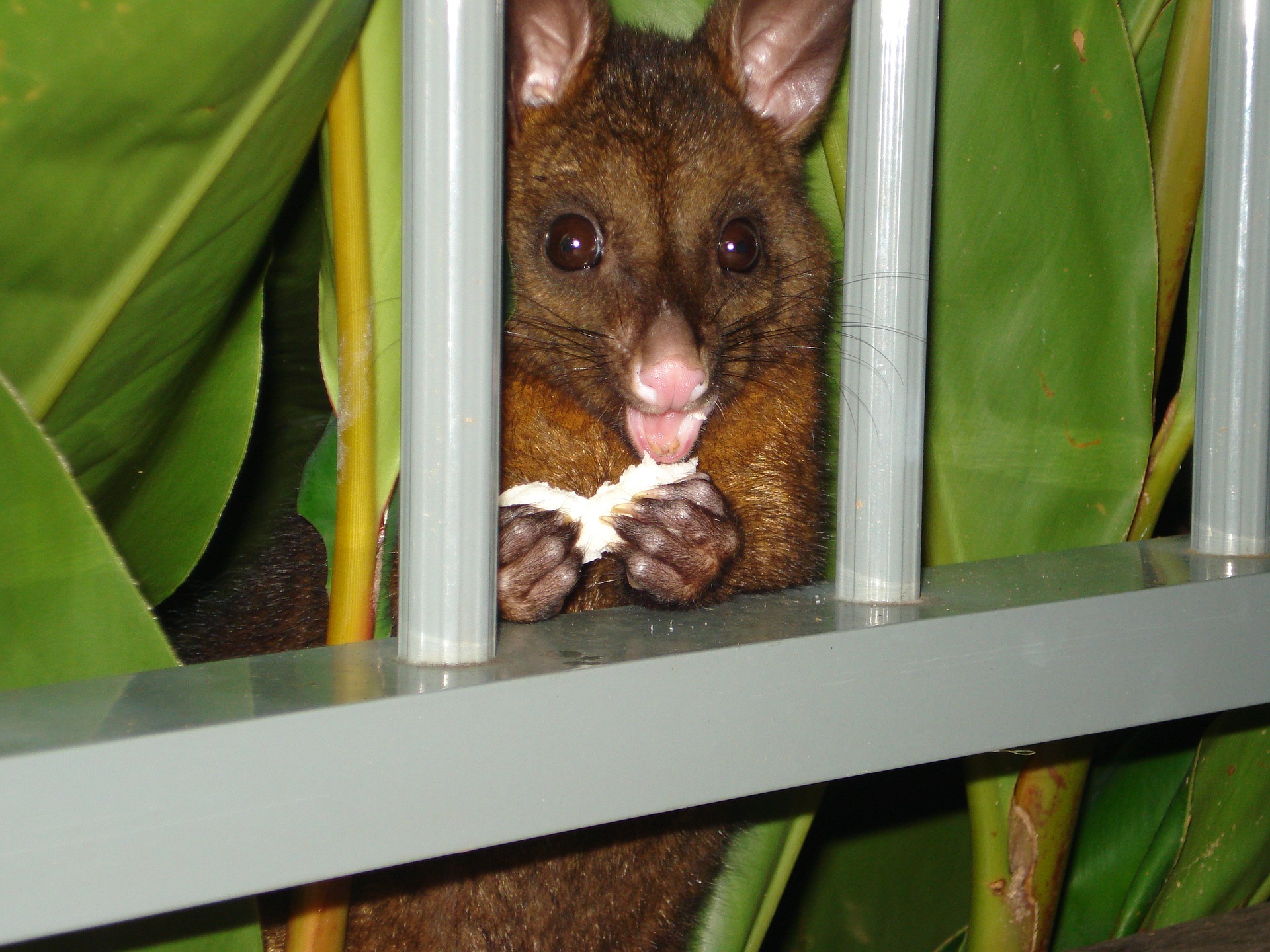 Possum Removal Melbourne