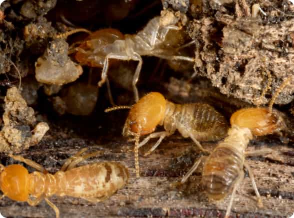 Expert Termite Control Service - Knockdown Pest Control