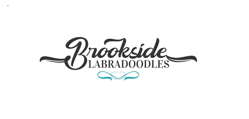 Brookside Labradoodles 