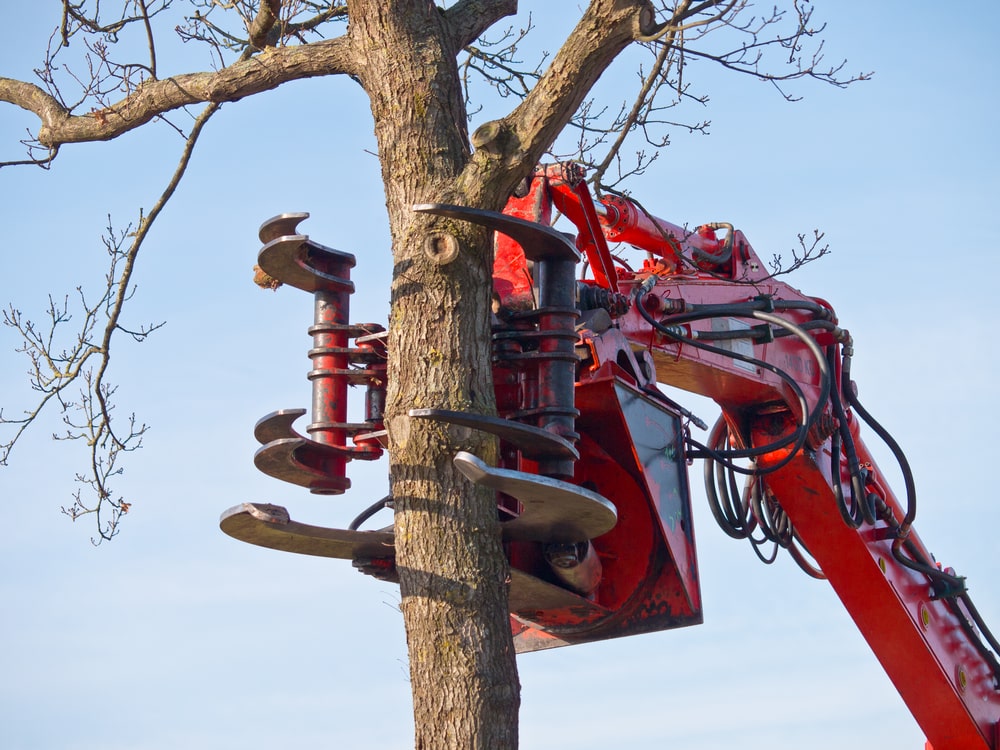 Rancho Cordova Tree Service