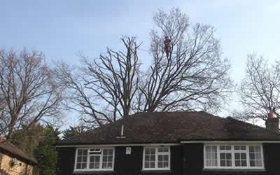 TW Tree Services Chobham, Surrey | Tree Felling, Stump Removal, Hedge Cutting