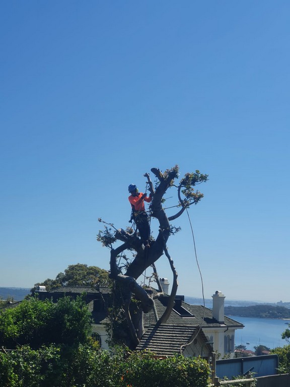 Arborist Services Sydney | Sam's Tree Services North Shore