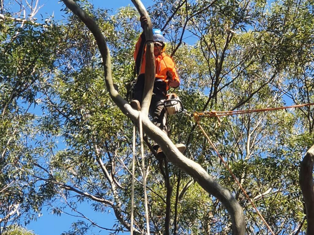 Cheap Tree Removal Sydney | Sam's Tree Services North Shore