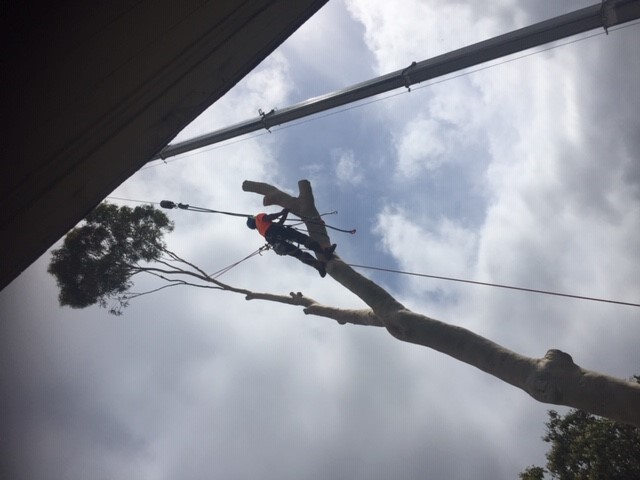 Emergency Tree Removal Sydney - Sam's Tree Services North Shore