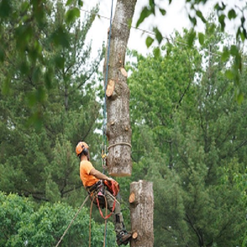 West Hollywood Tree Service