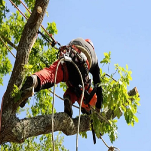 Laguna Hills Tree Service