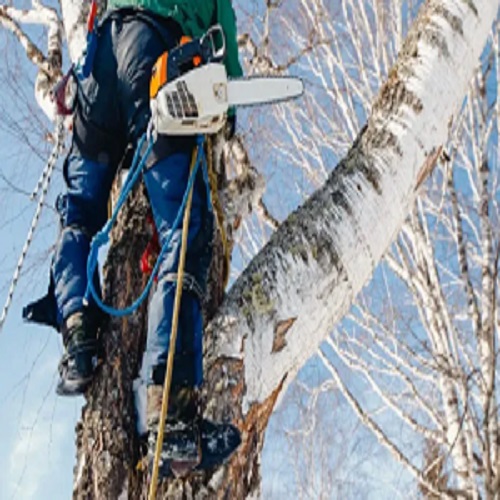 Burlingame Tree Service
