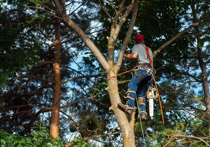 Atwater Village Tree Service