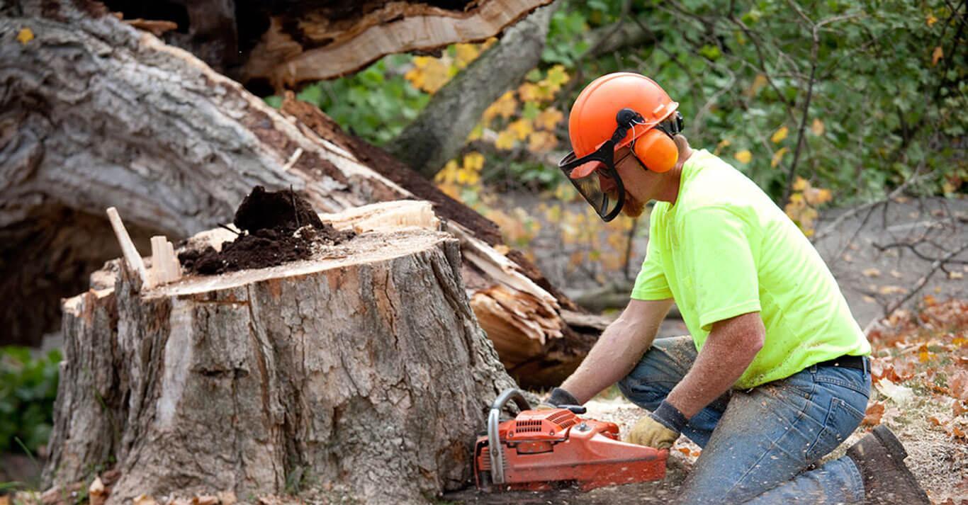 Arborist Melbourne - Stumps and Trees