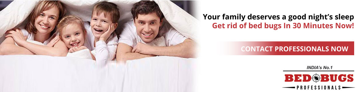 Bed Bugs Treatment