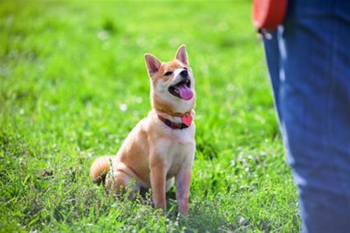 SLO County Dog Training