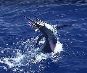 Camelot Kona Fishing Charters