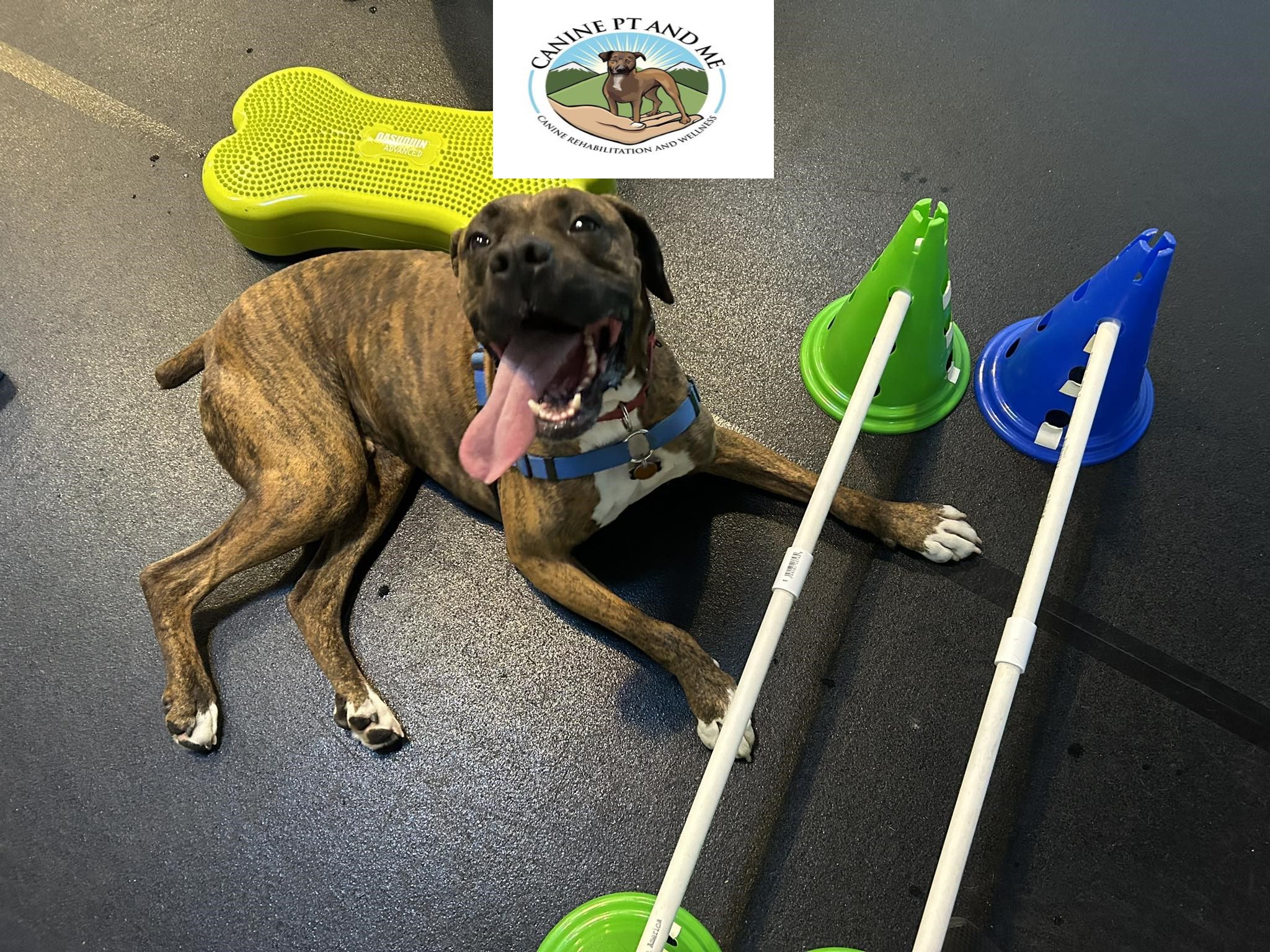 Therapy For Dogs With Hip Dysplasia